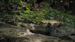 Nature - Season 44 Episode 04